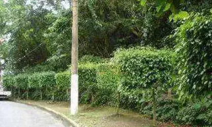 Terreno à venda, 6500 m² por R$ 3.400.000,00 - Pitangueiras - Guarujá/SP