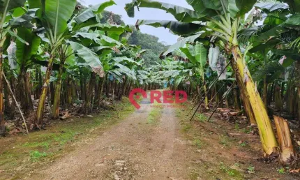 Sítio à venda, 145000 m² por R$ 600.000,00 - Zona Rural. - Juquiá/SP