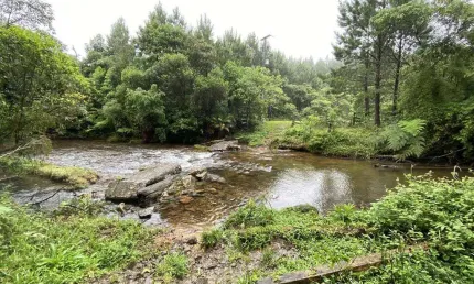 Área de 92 alqueires em guaricana - apenas 15 km da br 376