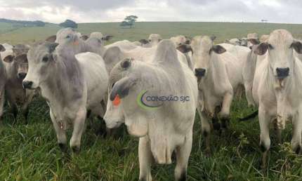 Fazenda com 3 dormitórios à venda, 60000000 m² por R$ 150.000.000,00 - Centro - Santa Inês/MA