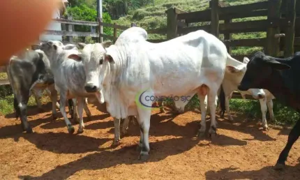Fazenda com 3 dormitórios à venda, 2970000 m² por R$ 13.000.000,00 - Ribeirão Grande - Pindamonhangaba/SP