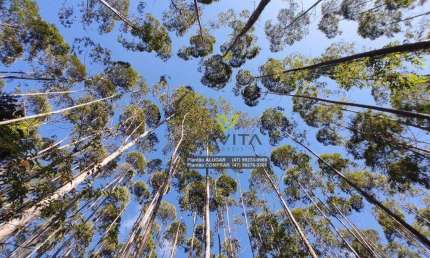 Sítio à venda, 36.000 m² por R$ 370.000 - Cedro Alto - Rio dos Cedros/Santa Catarina | La Vita Imóveis
