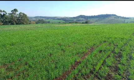 Sítio a Venda  área total de 15 Alqueires Região de Abatiá  PR.