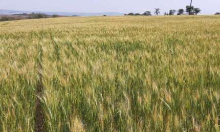 Área para loteamento Industrial  ZI 3 com 11 alqueires  a venda , Z . Sul