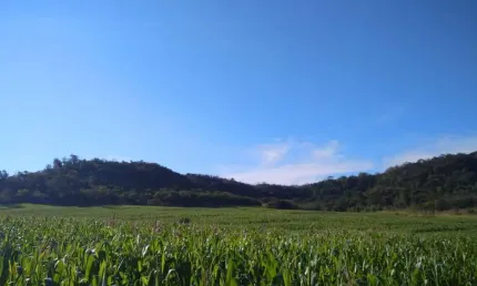 Sítio a Venda   na cidade de Assaí PR  área total 13,70 Alqueires