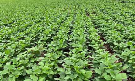 Oportunidade para Venda ,sítio de 20,5 Alqueires ,plantando 15 Apucarana PR