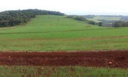 Sítio a Venda área de 17,5 Alqueires, Arrendada  plantando 10 Alq Assaí PR