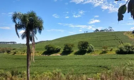 Sitio a Venda área de 6 Alqueires mecaniza 4,5 alq. Região de Tamarana PR