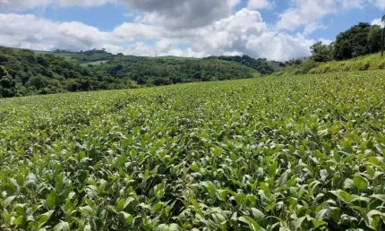 Sitio a venda área de 6 Alqueires   com benfeitorias   10 Km de londrina .