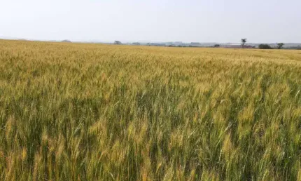 Sítio a venda com área de 3,7alqueires 10 km  de londrina, 2 km do asfalto