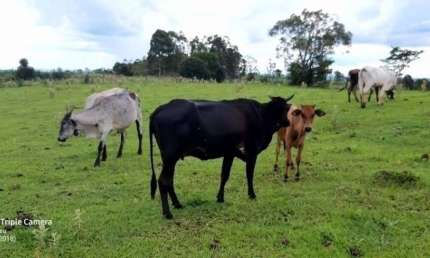 Sitio a Venda área de 6 Alqueires mecaniza 4 Alqueires sem benfeitorias