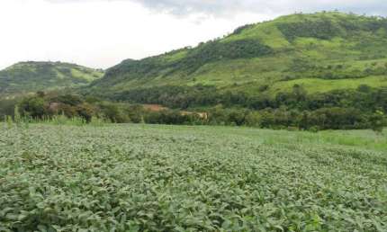 Fazenda para Pecuária a Venda  área total 188 Alqueires  PR
