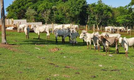 Sitio a Venda   com área total de 4 Alqueires região de Rio Bom   Apucarana