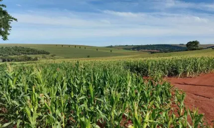 Sítio a Venda área de 22,183 Alqueires ,plantando 18 Alqueires  Porecatu PR