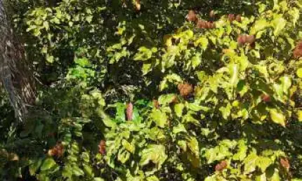 Chácara a Venda com área total de 5025 M²  Parque das Industrias