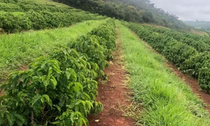 Fazenda com 10 dormitórios à venda, 750200 m² por r$ 13.000.000,00 - rural - ibiraci/mg