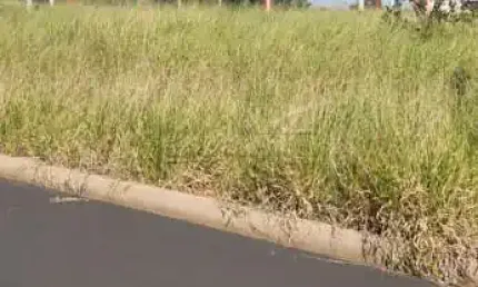 Terreno à venda na Rua Bela Cintra, Jardim Dos Ipês, s/n, Água Vermelha, São Carlos
