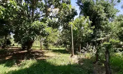 Fazenda à venda na Rodovia Sp15, Que Liga Ribeirão Bonito A Brotas, S/N, Zona Rural, Ribeirão Bonito