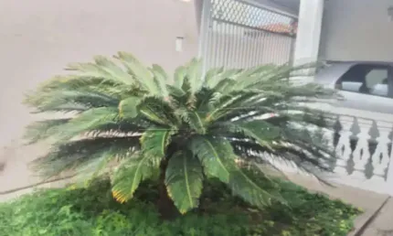 Casa com 3 quartos à venda na Rua Antônio Rogano, 241, Vila Jacobucci, São Carlos