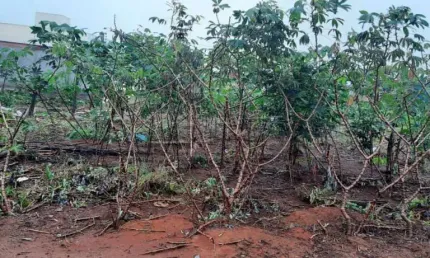 Terreno à venda na Rua Daniel Falararo, 264, Residencial Arcoville, São Carlos