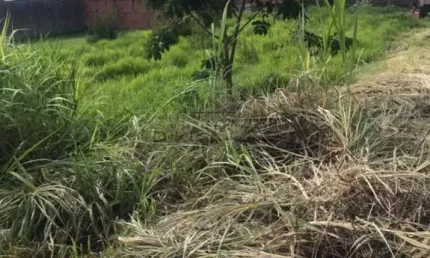 Terreno à venda na Rua Urano Martins, 00, Parque Santa Mônica, São Carlos