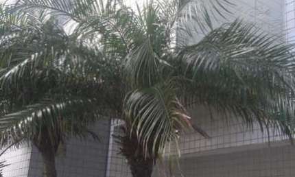 Apartamento para Venda em Itanhaém, Jardim Iberá, 2 dormitórios, 1 suíte, 2 banheiros, 2 vagas