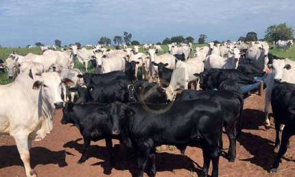 Fazenda à venda, 24200000 m² - Centro - Douradina/PR