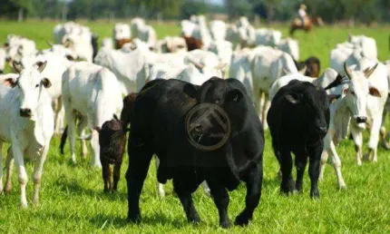 Fazenda à venda, 2480000 m² - Centro - Campina da Lagoa/PR