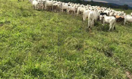 Fazenda à venda, 2831400 m² por R$ 14.500.000,00 - Centro - Ortigueira/PR