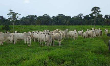 Fazenda à venda, 8736200 m² - Zona VII - Umuarama/PR