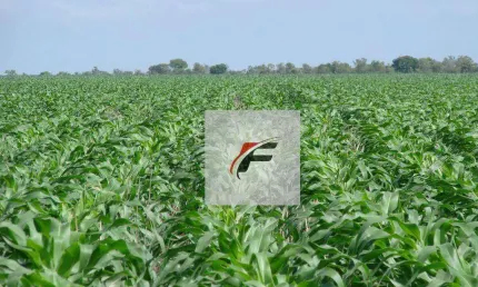 Área à venda, 363000 m² por r$ 3.900.000,00 - água amarela - antônio olinto/pr