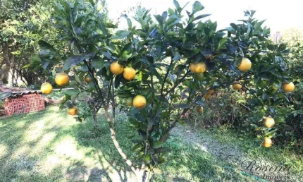 Chácara / sítio com 3 quartos à venda na endereço não informado, sambaqui, morretes, 24788 m2 por r$ 799.000