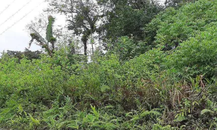 Terreno comercial à venda na ENDEREÇO NÃO INFORMADO, Braço da Figueira, Antonina, 2323200 m2 por R$ 1.000.000