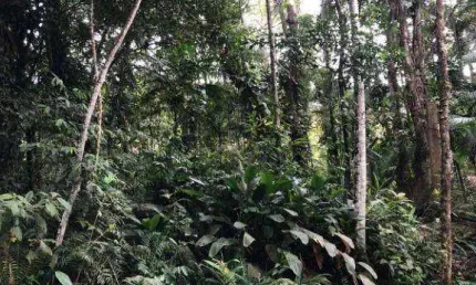 Terreno à venda na ENDEREÇO NÃO INFORMADO, Rio Sagrado, Morretes, 7388 m2 por R$ 99.000