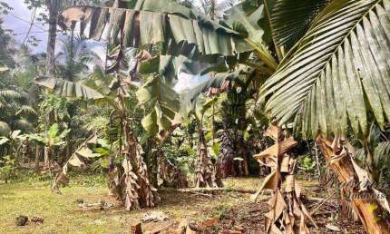 Chácara / sítio com 1 quarto à venda na ENDEREÇO NÃO INFORMADO, América de Cima, Morretes, 20000 m2 por R$ 180.000