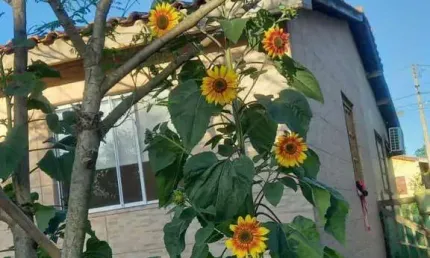 Casa em Condomínio para Venda em Viamão, Águas Claras, 2 dormitórios, 1 banheiro
