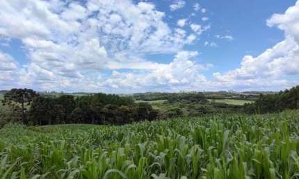 Chácara / sítio à venda em Mato do Chiqueiro, Balsa Nova  por R$ 290.000