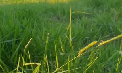Terreno à venda na Rua Liberato Carioni, 625, Lagoa da Conceição, Florianópolis