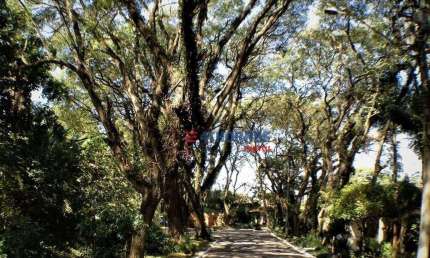 Terreno à venda, 517 m² por R$ 750.000,00 - Bosque do Vianna - Cotia/SP