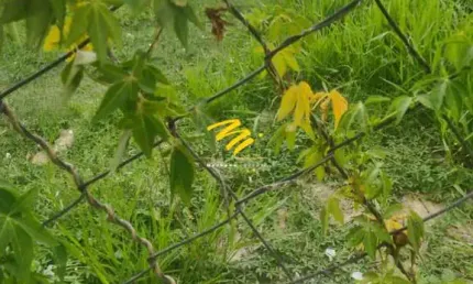 Terreno à venda em Campinas, Jardim Guarani, com 352.98 m²