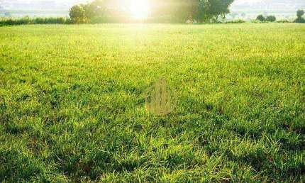 Terreno à venda, 800 m² por R$ 636.000 - Ribeirânia - Ribeirão Preto/SP