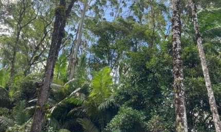 Sitio/Chácara à venda, 2 quartos, Bairro Fachinal, Corupá/ SC.