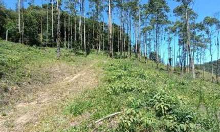 Sitio/Chácara à venda, Jaraguazinho - Jaraguá do Sul/SC