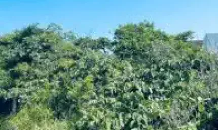 Terreno localizado na estância santa cruz, em itanhaém - lado praia em rua de terra.