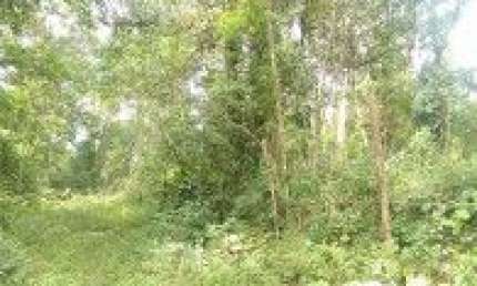 Terreno de chácara no Parque Novaro, em Itanhaém - sendo lado serra à 1,5 km da rodovia, em rua de terra.