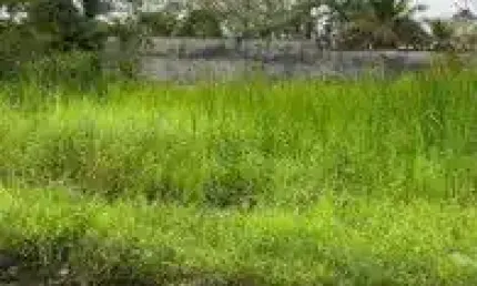 Terreno no bairro Palmeiras, em Itanhaém - localizado no lado serra, em rua de terra.
