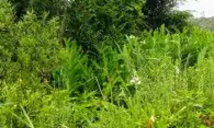Terreno no Balneário Gaivota, em Itanhaém - localizado no lado praia, em rua cascalhada.