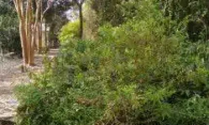 Terreno no bairro Bopiranga, em Itanhaém, localizado no lado serra.