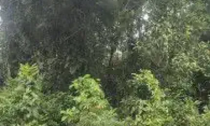 Terreno localizado no bairro Parque Fluvial em Itanhaém - lado serra, em rua de terra.