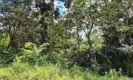 Terreno, 1795m², à venda em dois irmãos, loteamento jardim bonamigo